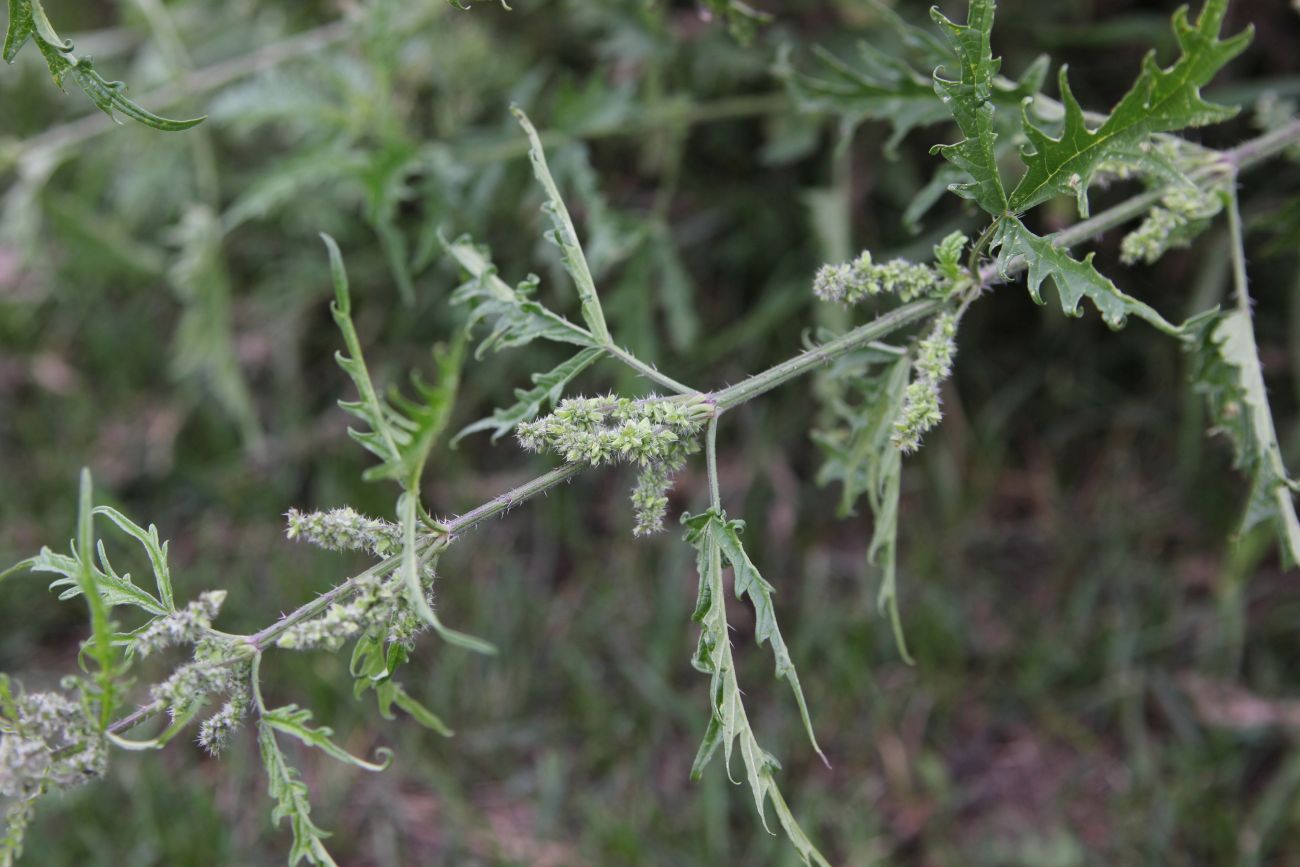 Image of Urtica cannabina specimen.