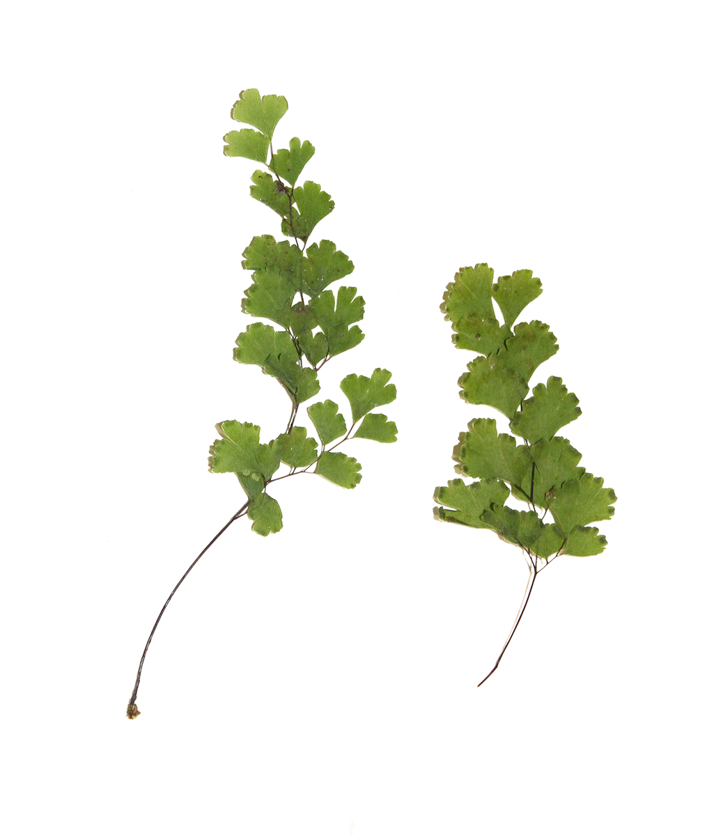 Image of genus Adiantum specimen.