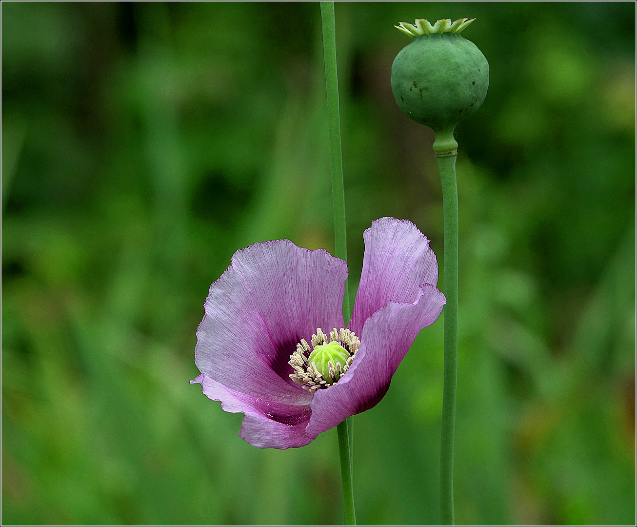 Изображение особи Papaver somniferum.