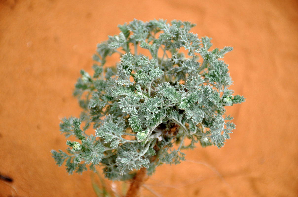 Image of genus Artemisia specimen.