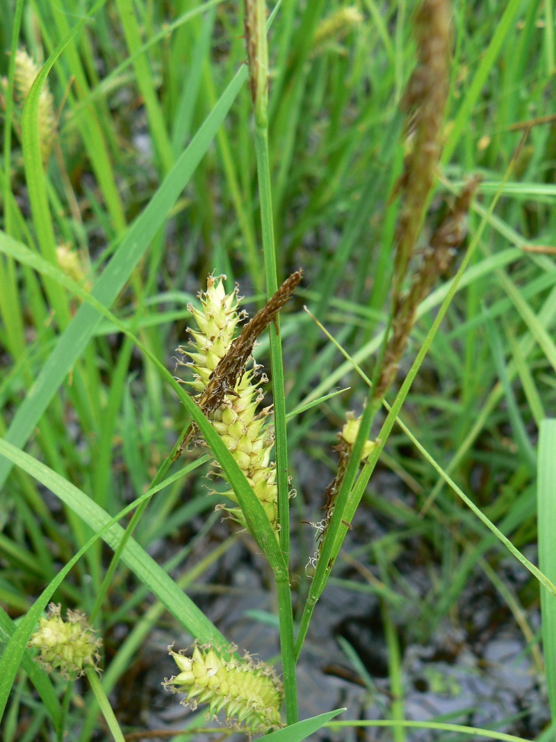 Изображение особи Carex vesicata.