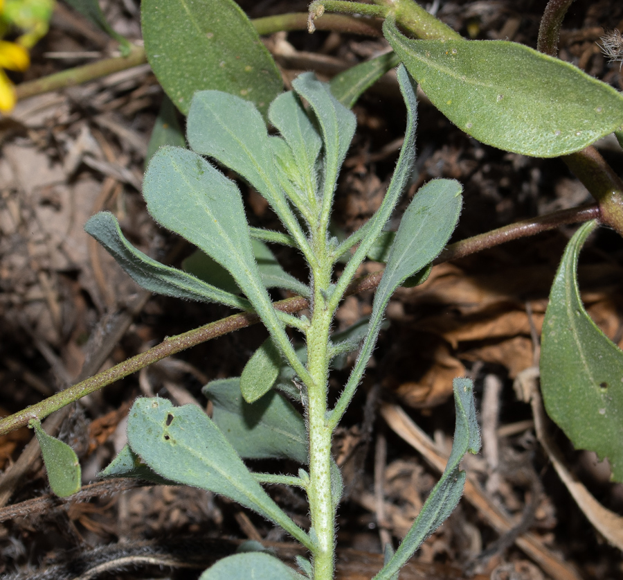 Image of Haplophyllum buxbaumii specimen.
