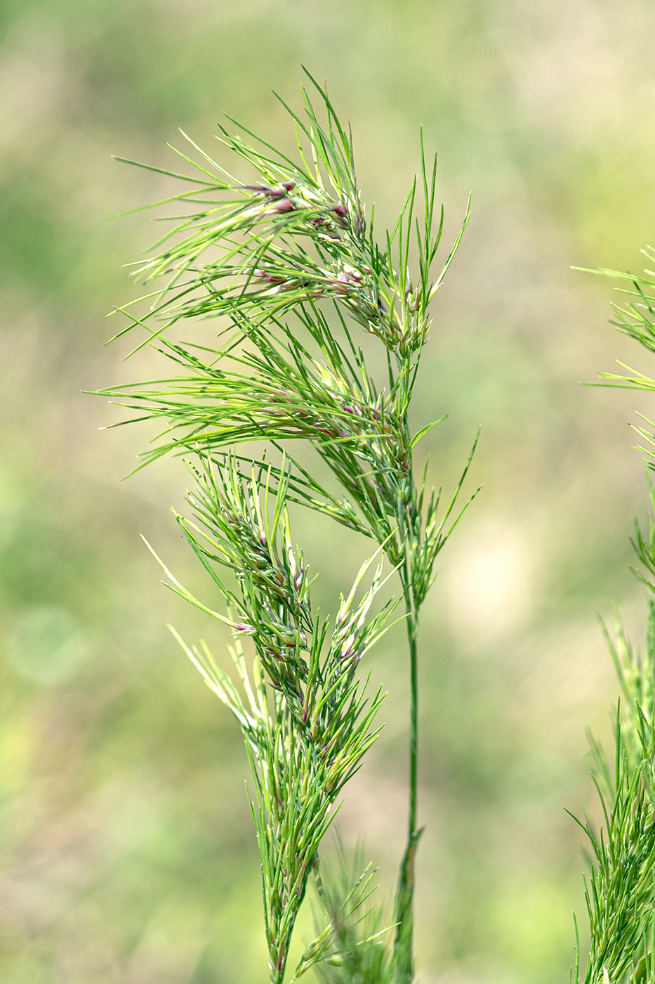 Изображение особи Poa bulbosa ssp. vivipara.