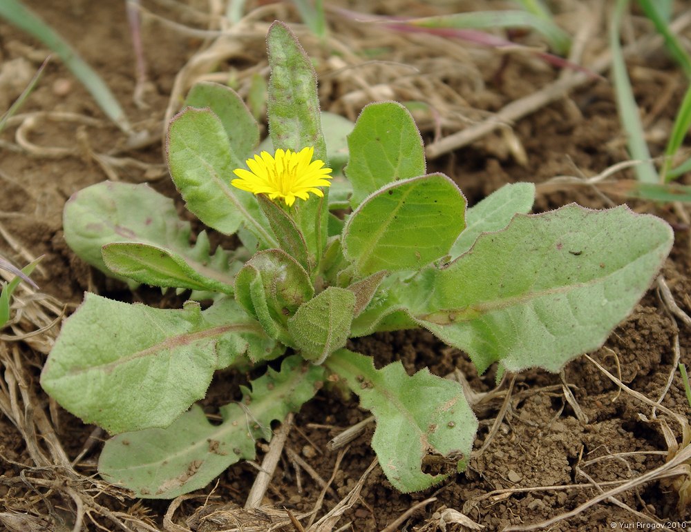 Изображение особи Lagoseris glaucescens.