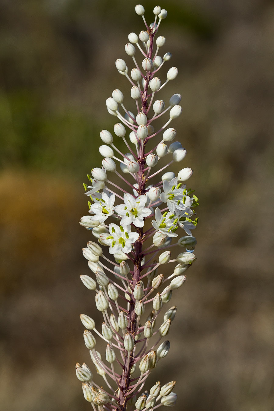 Image of Drimia numidica specimen.