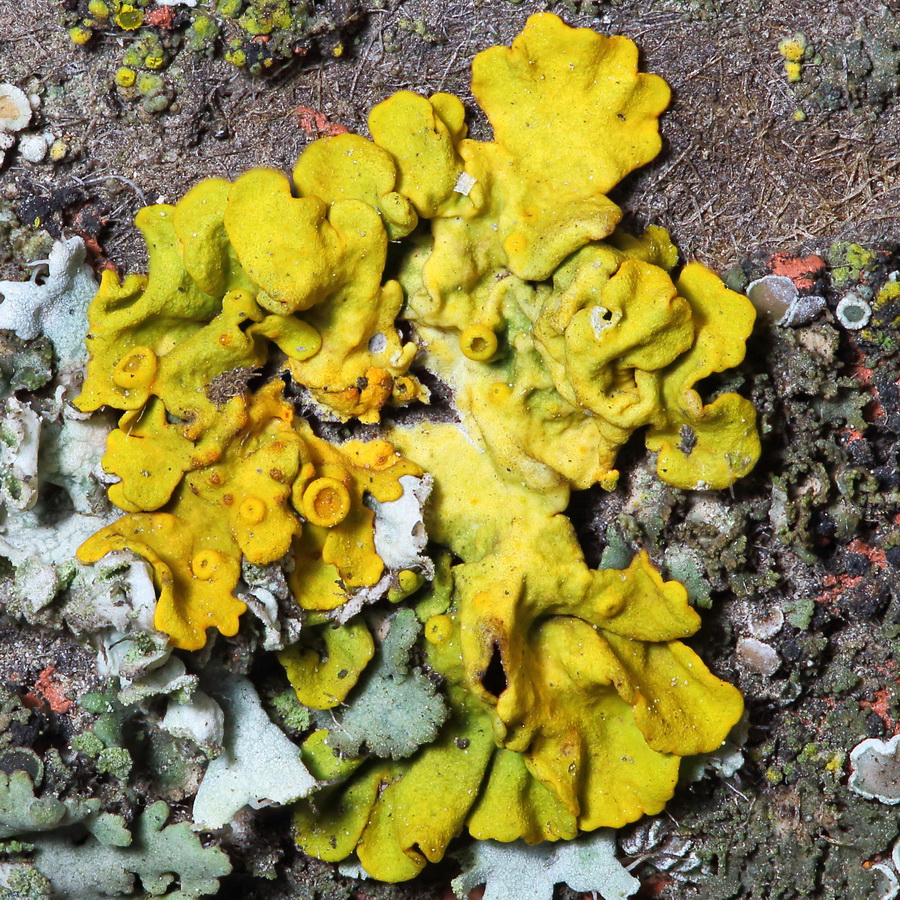 Image of Xanthoria parietina specimen.