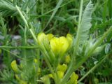 Astragalus floccosifolius