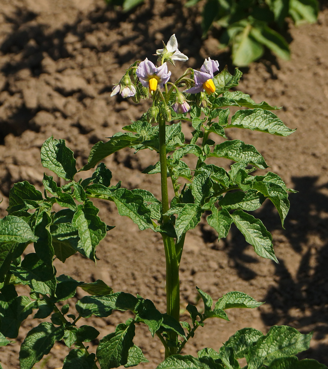 Изображение особи Solanum tuberosum.