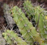 Echinocereus berlandieri. Побег. Израиль, Шарон, г. Тель-Авив, ботанический сад \"Сад кактусов\". 13.02.2022.