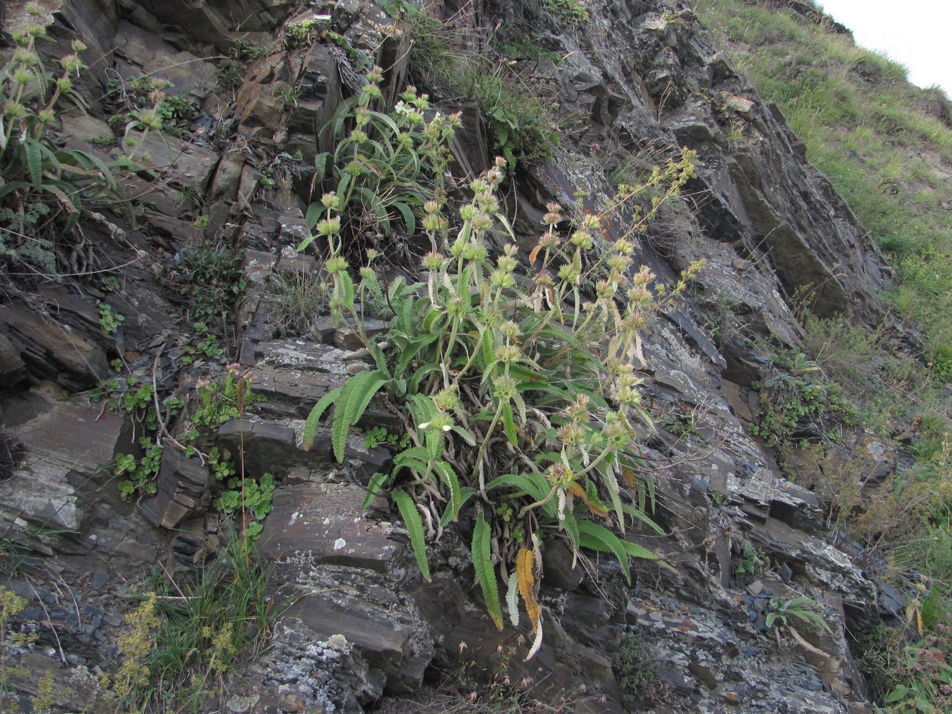 Image of Betonica ossetica specimen.