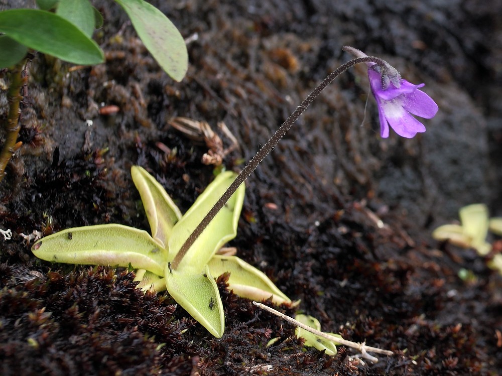Image of Pinguicula vulgaris specimen.