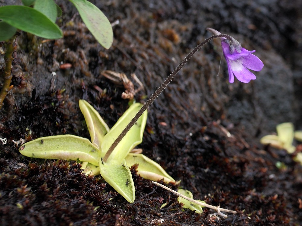 Изображение особи Pinguicula vulgaris.