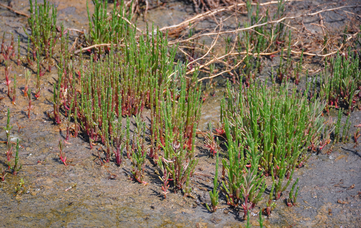 Изображение особи род Salicornia.