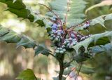 Mahonia japonica. Верхушка побега с соплодиями с созревающими плодами. Абхазия, г. Сухум, Сухумский ботанический сад, в культуре. 14.05.2021.