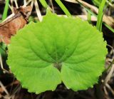 Viola muehldorfii