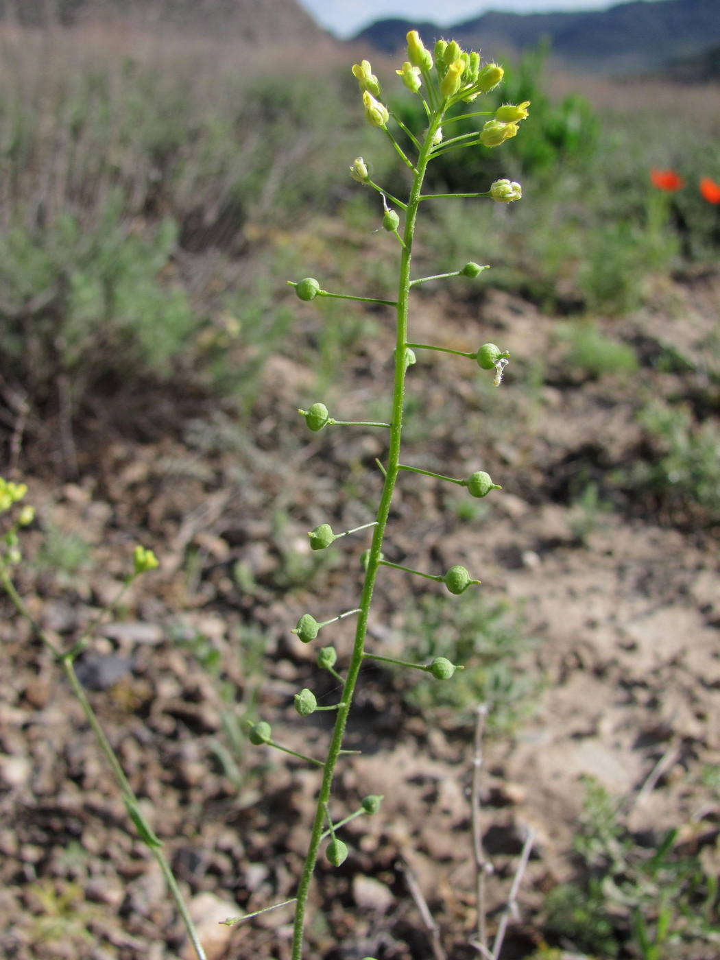 Image of Neslia apiculata specimen.