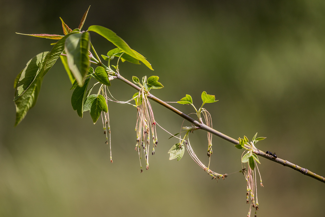 Image of Acer negundo specimen.