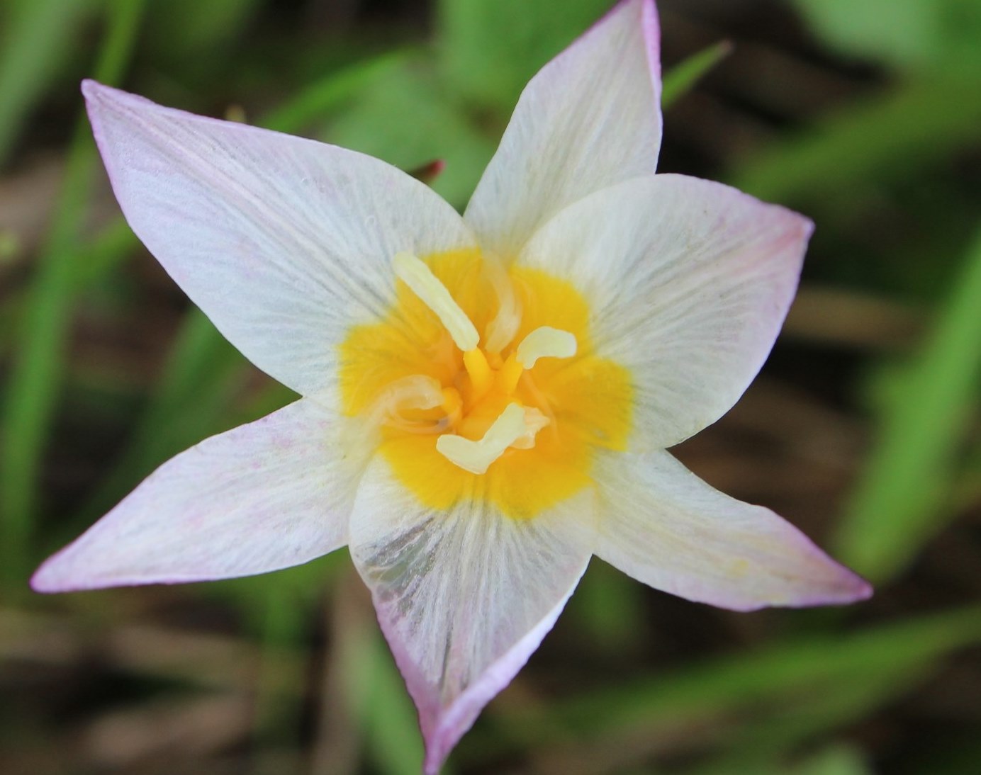 Image of Tulipa riparia specimen.