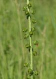 Agrimonia eupatoria ssp. grandis