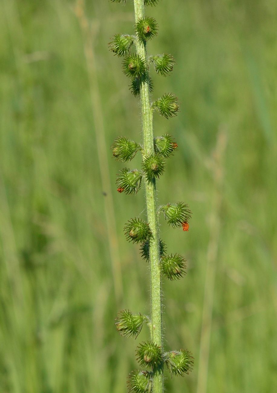 Изображение особи Agrimonia eupatoria ssp. grandis.