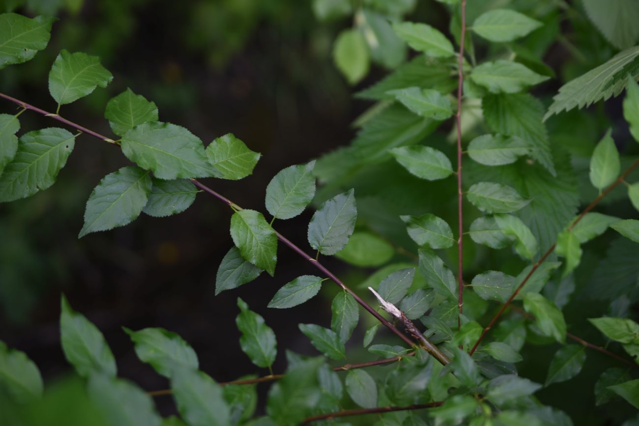 Изображение особи Prunus cerasifera.