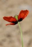 Papaver tichomirovii. Цветок на вершине цветоноса. Южный берег Крыма, окр. пос. Краснокаменка, сорное на винограднике. 17 мая 2022 г.