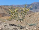 Caragana pygmaea. Цветущее растение (в компании Krascheninnikovia ceratoides у основания ствола). Алтай, Кош-Агачский р-н, 5 км ЮВ с. Чаган-Узун, долина р. Тыдтуярык, отвал грунта. 26 июня 2022 г.