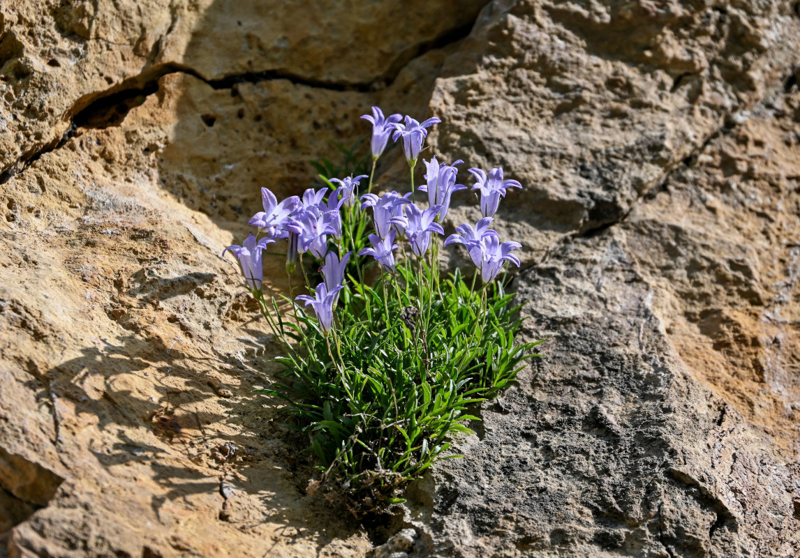 Image of Campanula lehmanniana specimen.