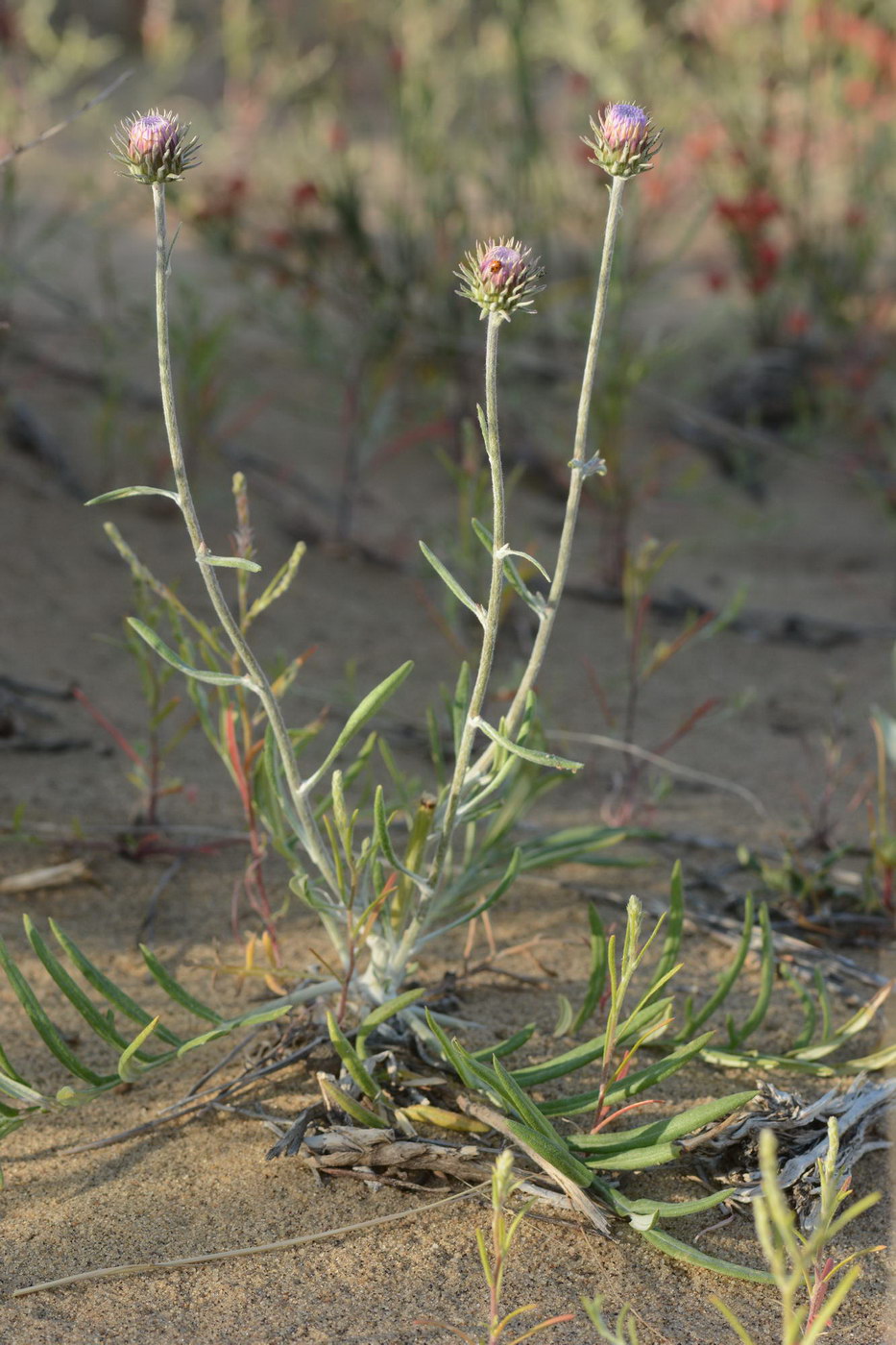 Image of genus Jurinea specimen.