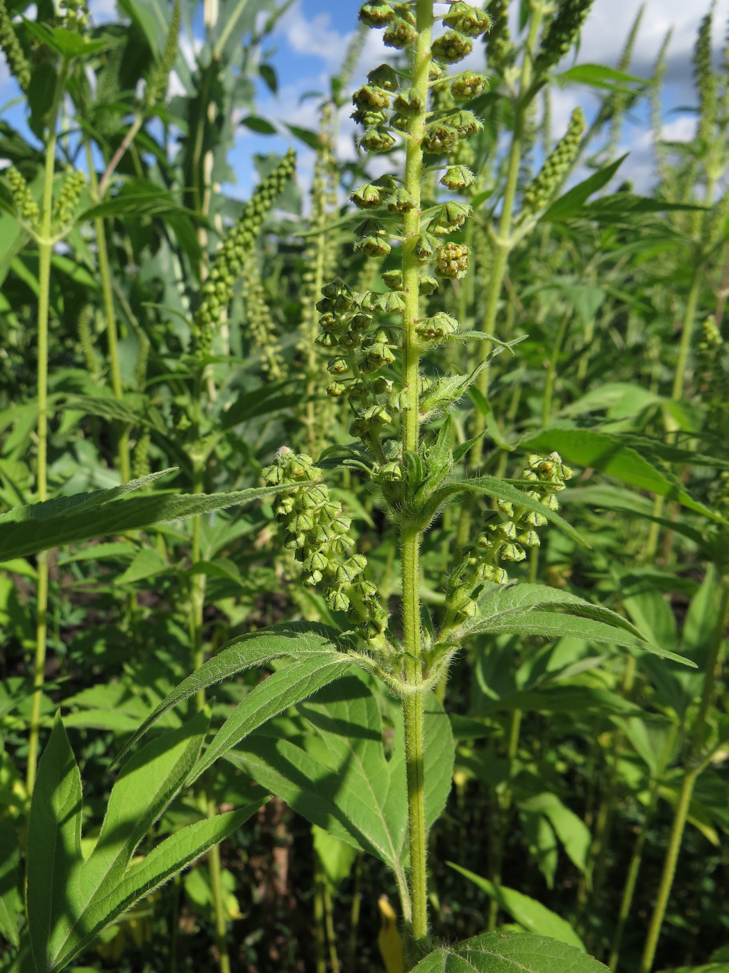 Image of Ambrosia trifida specimen.