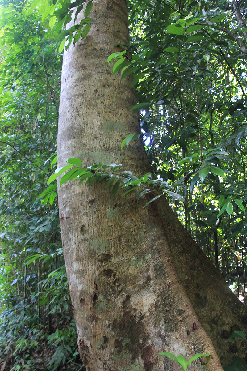 Image of Parkia timoriana specimen.