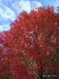 genus Sorbus