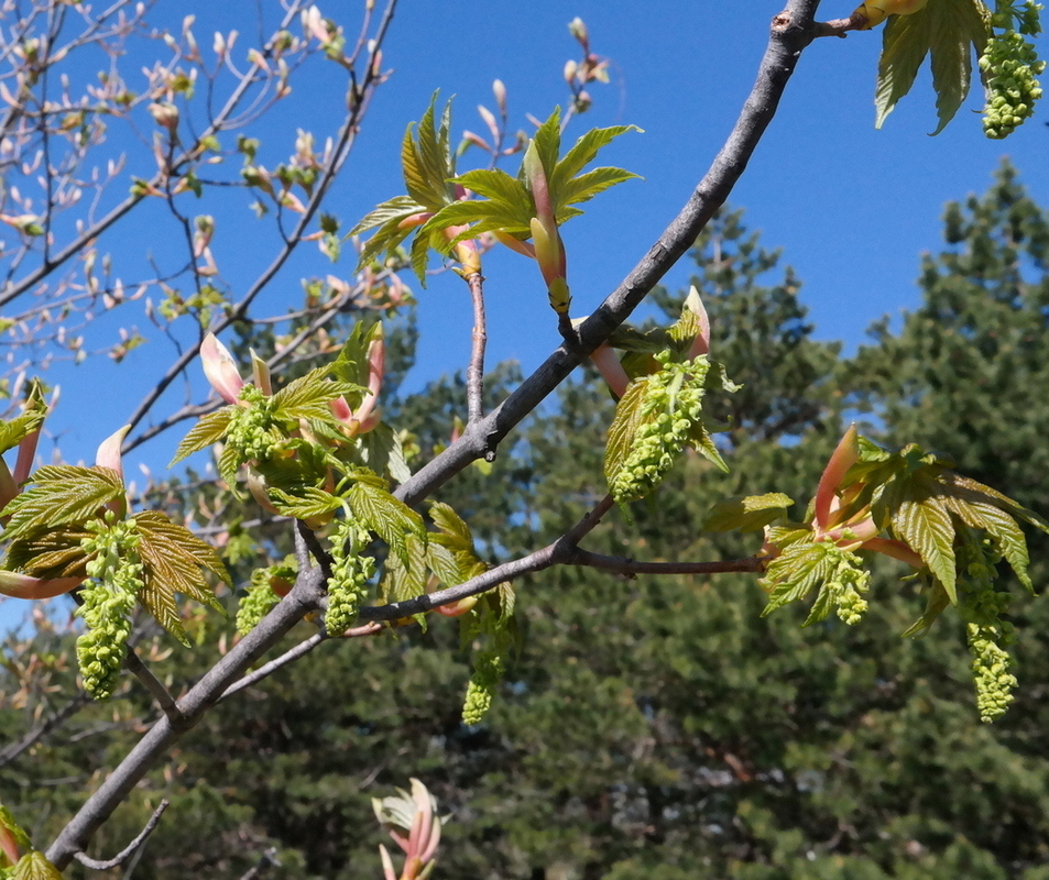 Image of Acer pseudoplatanus specimen.