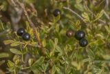 Jasminum fruticans. Части побегов с плодами. Краснодарский край, Абинский р-н, гора Папай, каменистый склон. 16.10.2022.