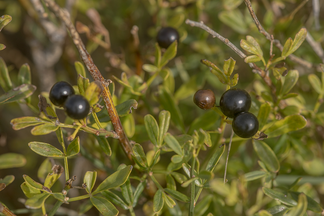 Изображение особи Jasminum fruticans.