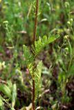 Senecio jacobaea