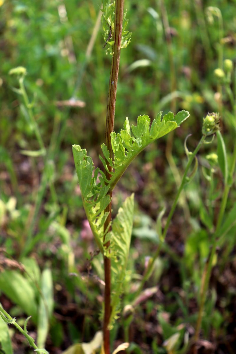 Изображение особи Senecio jacobaea.