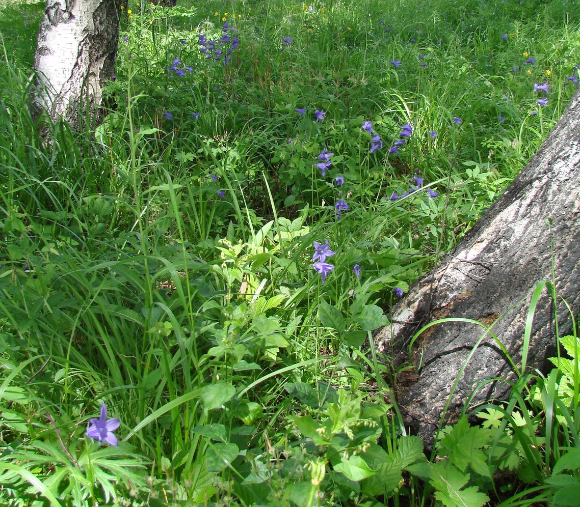 Image of Campanula turczaninovii specimen.