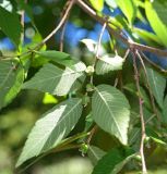 Zelkova schneideriana. Часть ветви с завязями (видна абаксиальная поверхность листьев). Абхазия, г. Сухум, Сухумский ботанический сад. 25.09.2022.