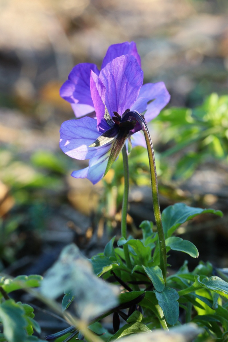 Image of Viola maritima specimen.