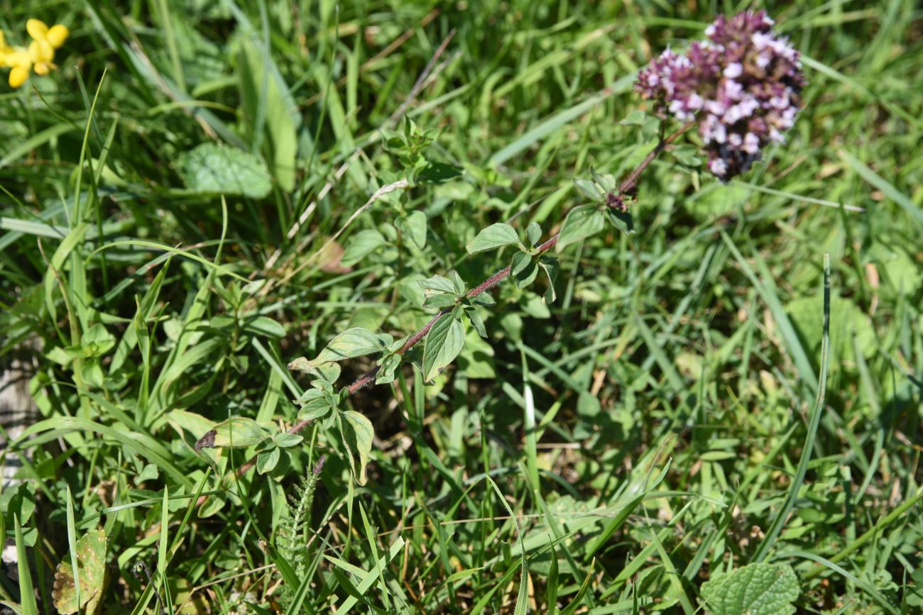 Изображение особи Origanum vulgare.