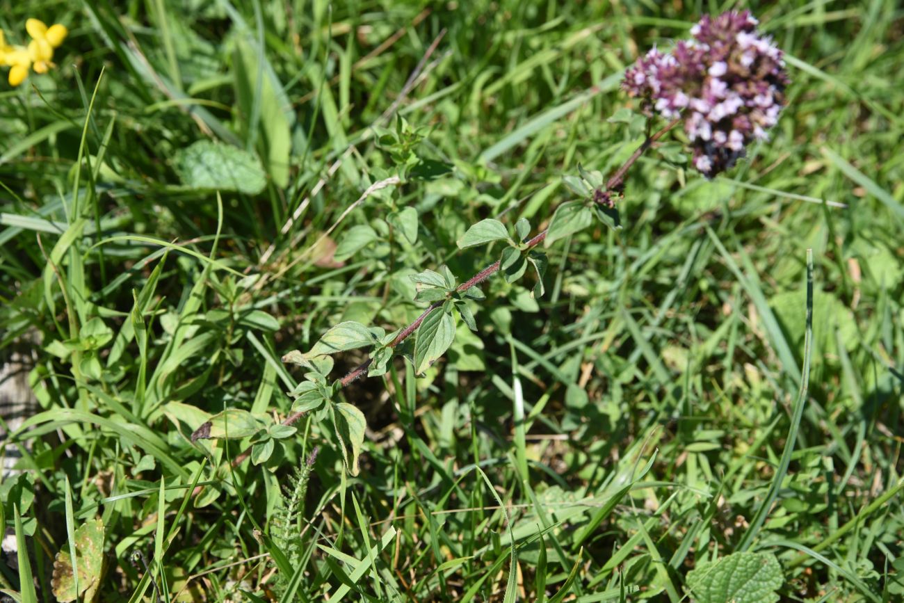 Image of Origanum vulgare specimen.