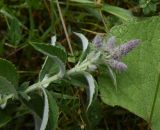 Mentha caucasica