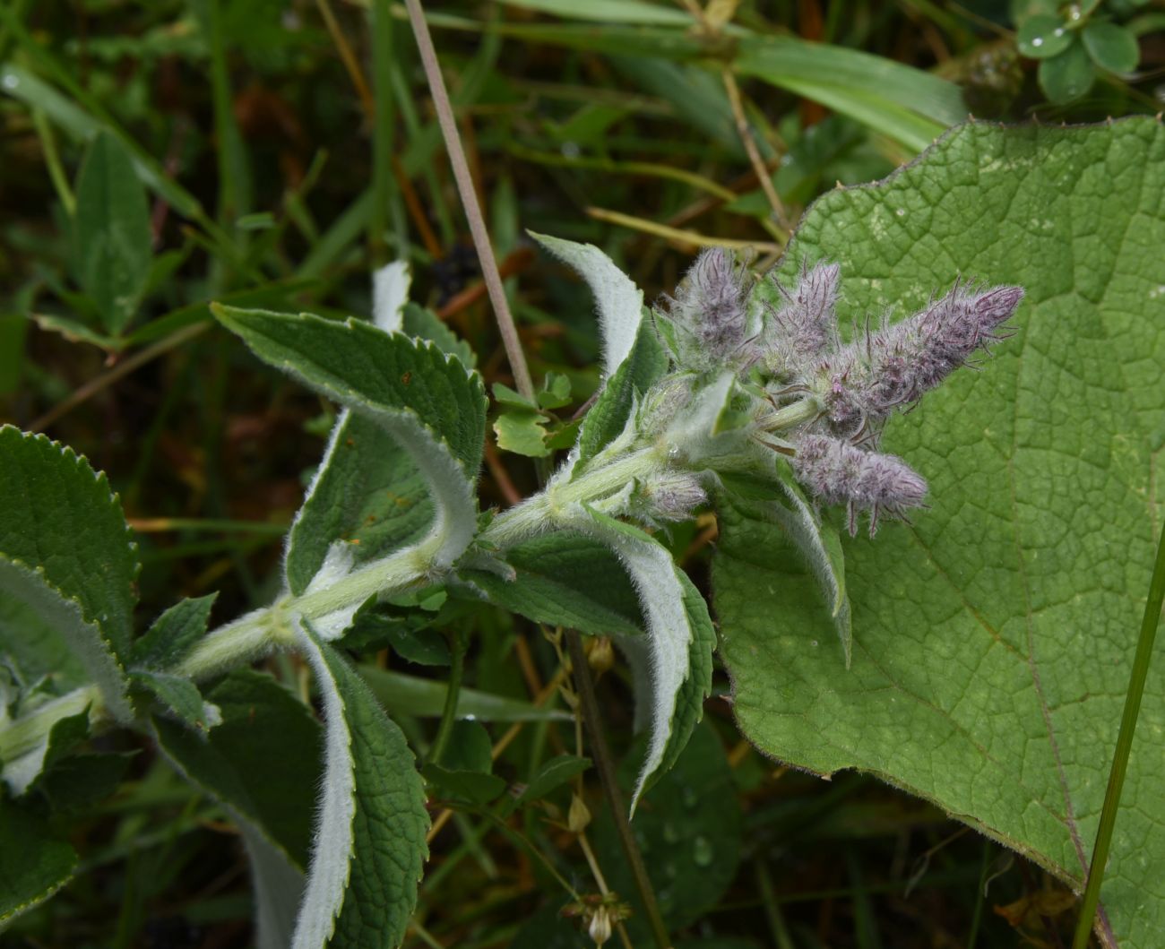 Изображение особи Mentha longifolia.