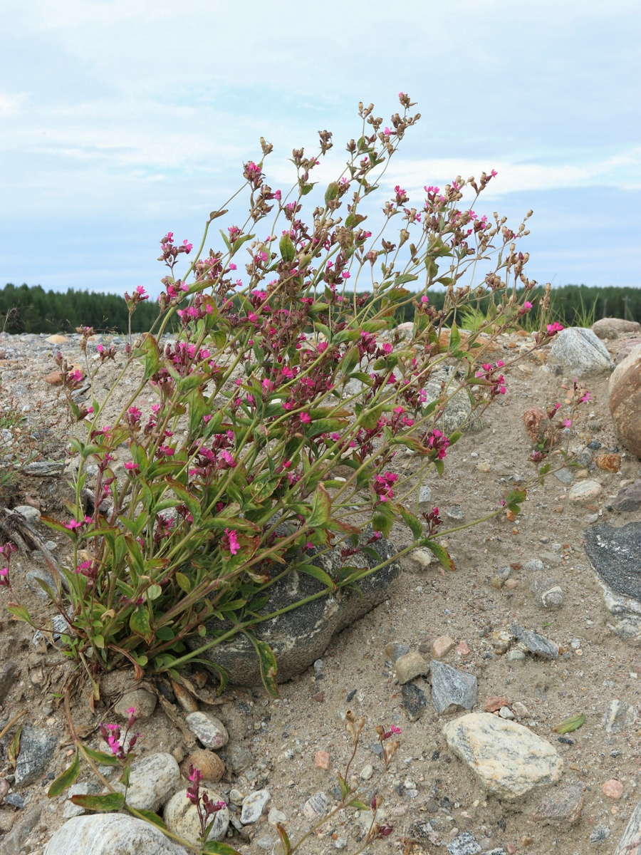 Image of Melandrium dioicum specimen.