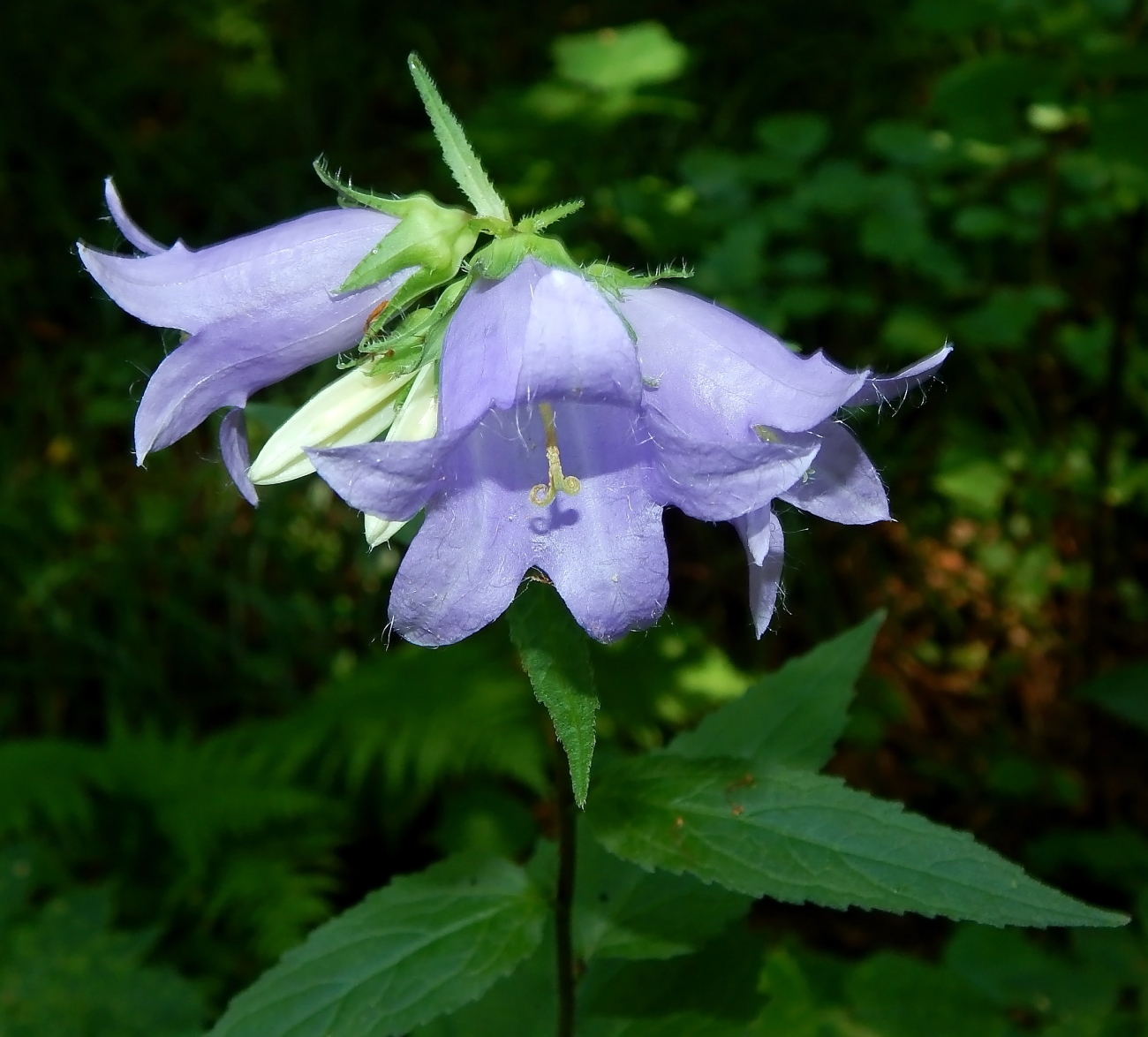 Изображение особи Campanula trachelium.