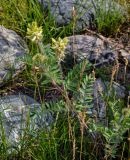 Oxytropis pilosa. Цветущее растение. Алтай, Онгудайский р-н, с. Иня, ≈ 700 м н.у.м., каменистый участок лугового склона. 30.06.2021.