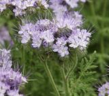 Phacelia tanacetifolia. Соцветие. Краснодарский край, м/о Анапа, пос. Витязево, ул. Мира, высокий берег Витязевского лимана, пустырь. 29.05.2021.