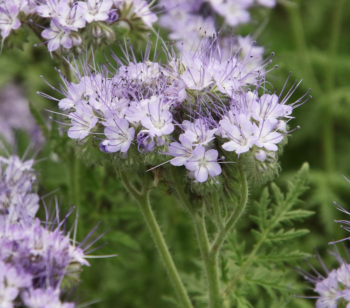 Изображение особи Phacelia tanacetifolia.