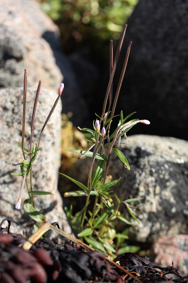 Изображение особи Epilobium palustre.